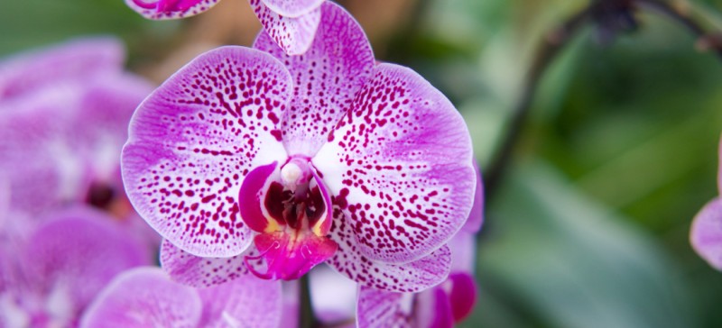 media/image/kuenstliche-orchideen-header.jpg